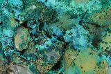 Chrysocolla on Quartz Crystal Cluster - Tentadora Mine, Peru #169259-1